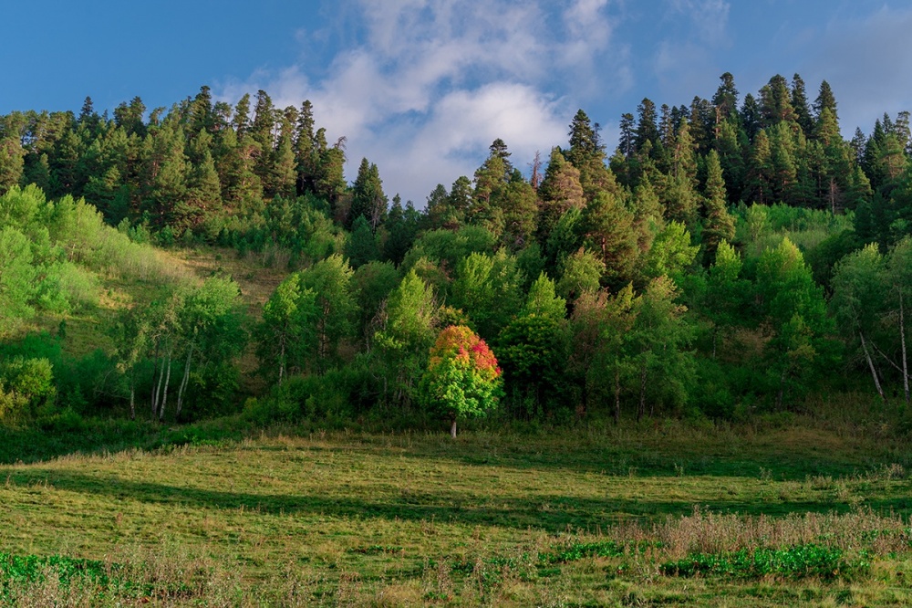 В 2023 году в Краснодарском крае появилось еще четыре лесопарковых зеленых пояса