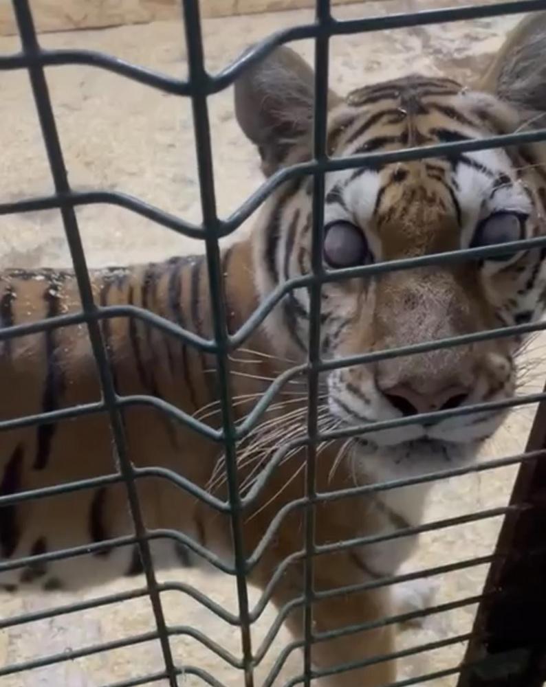Ослепшую и истощенную тигрицу перевезут в Московский зоопарк