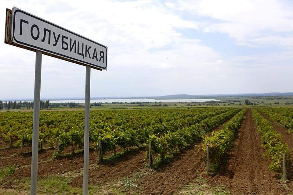 На Кубани впервые проведут всероссийский «День поля» для виноградарей