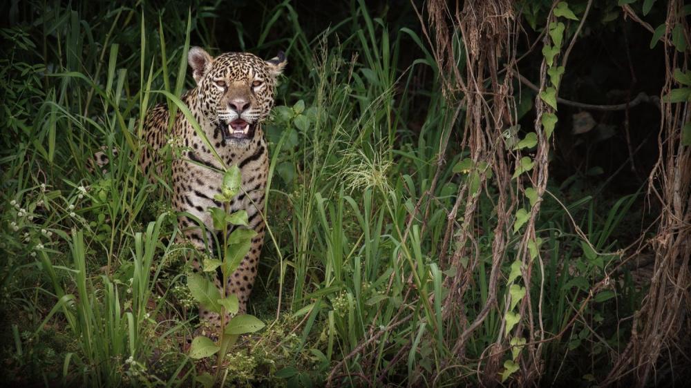 Выпущенная из Сочинского питомника леопард Хоста перешла в горы Чеченской Республики