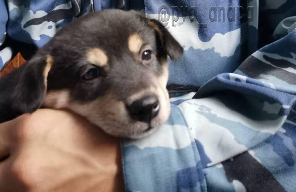 Полиция выехала на вокзал Анапы из-за подозрительной коробки и обнаружила в ней щенка