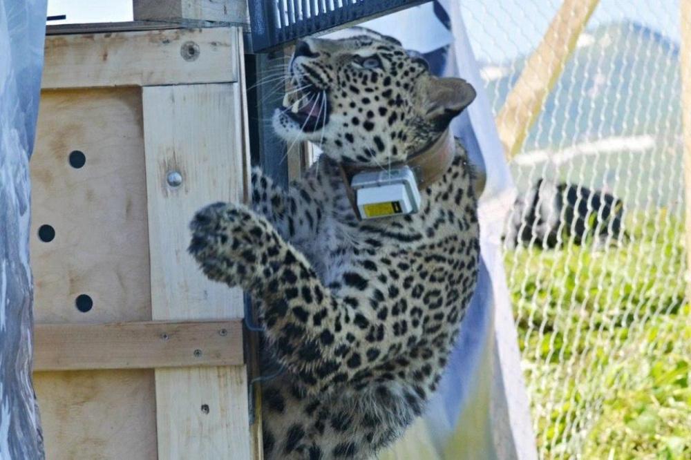 В Кавказском заповеднике выпустили самку переднеазиатского леопарда