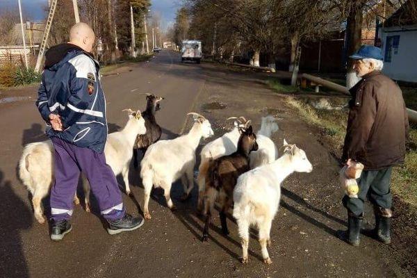 Спасатели нашли пожилого пастуха с козами в Краснодарском крае