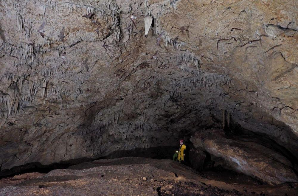В пещере Лагонакского нагорья нашли огромную колонию краснокнижных летучих мышей