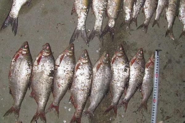 Житель Ейского района заплатит штраф за незаконную рыбалку