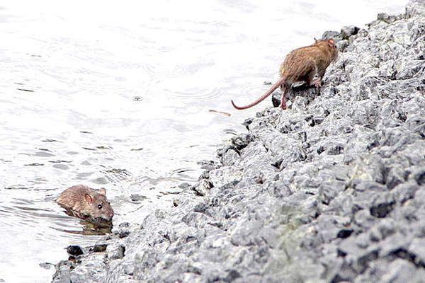 Крысы на пляже напугали жителей Новороссийска