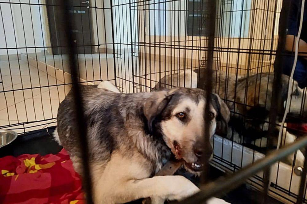 Выжившая собака после падения с 9-го этажа дома в Ейске проходит лечение