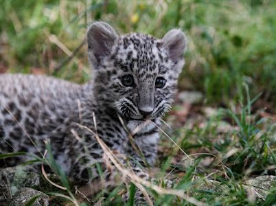 Котенок трехлапой Олимпии останется в Центре восстановления леопарда в Сочи