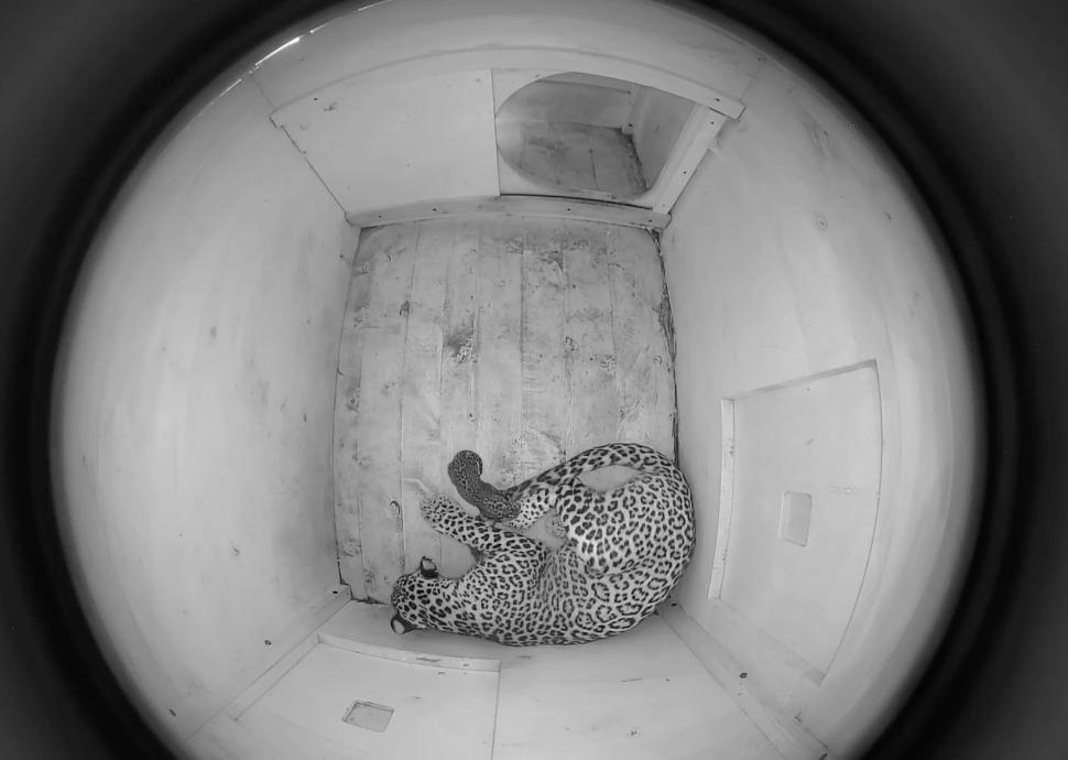 В Центре восстановления леопарда в Сочи родился второй котенок за неделю