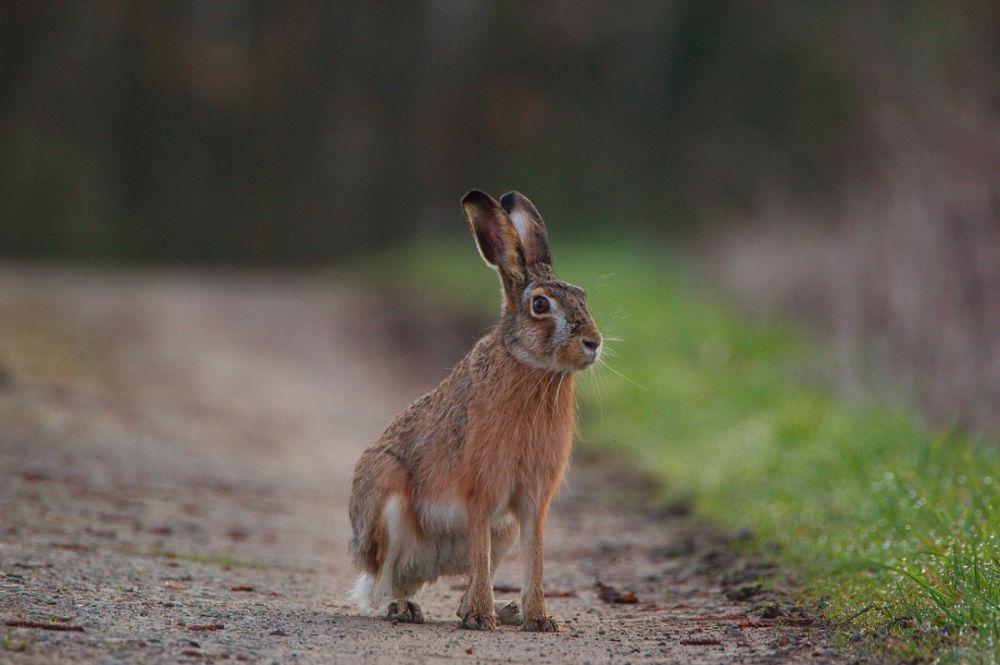 В Краснодарском крае начался сезон охоты на зайцев, лисиц, волков и шакалов