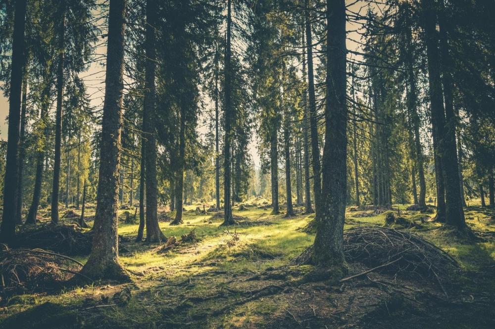 Минприроды Краснодарского края запретил посещать лес