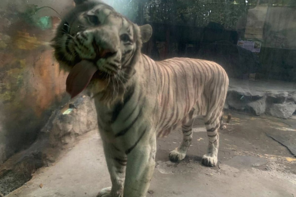 Сафари-парк Геленджика приглашает проведать животных после лесного пожара