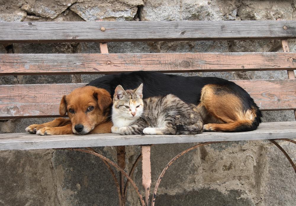 На Кубани определят места под строительство приютов для бездомных животных