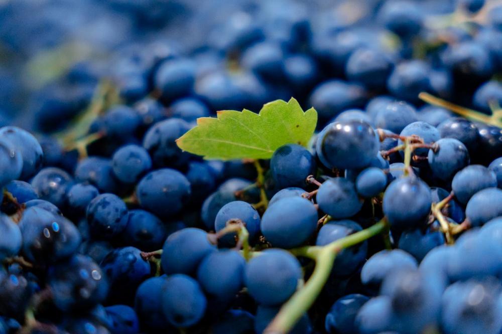 В Краснодарском крае на 17% увеличился объем производства вина