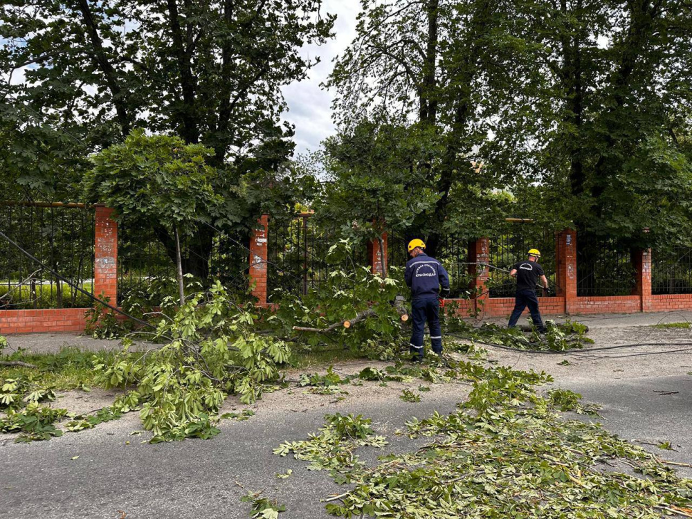 Около 50 сообщений о поваленных деревьях поступило в Службу спасения Краснодара 