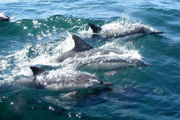 Росприроднадзор рассказал о причинах гибели дельфинов в Геленджике