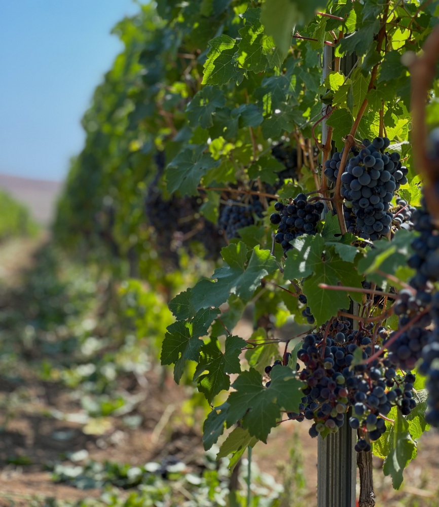 36 тыс. тонн винограда собрала винодельня «Фанагория» в 2023 году