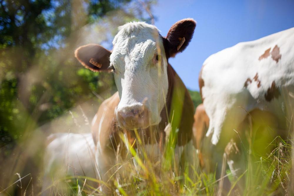 В четырех фермерских хозяйствах Кубани снят карантин по лейкозу скота 