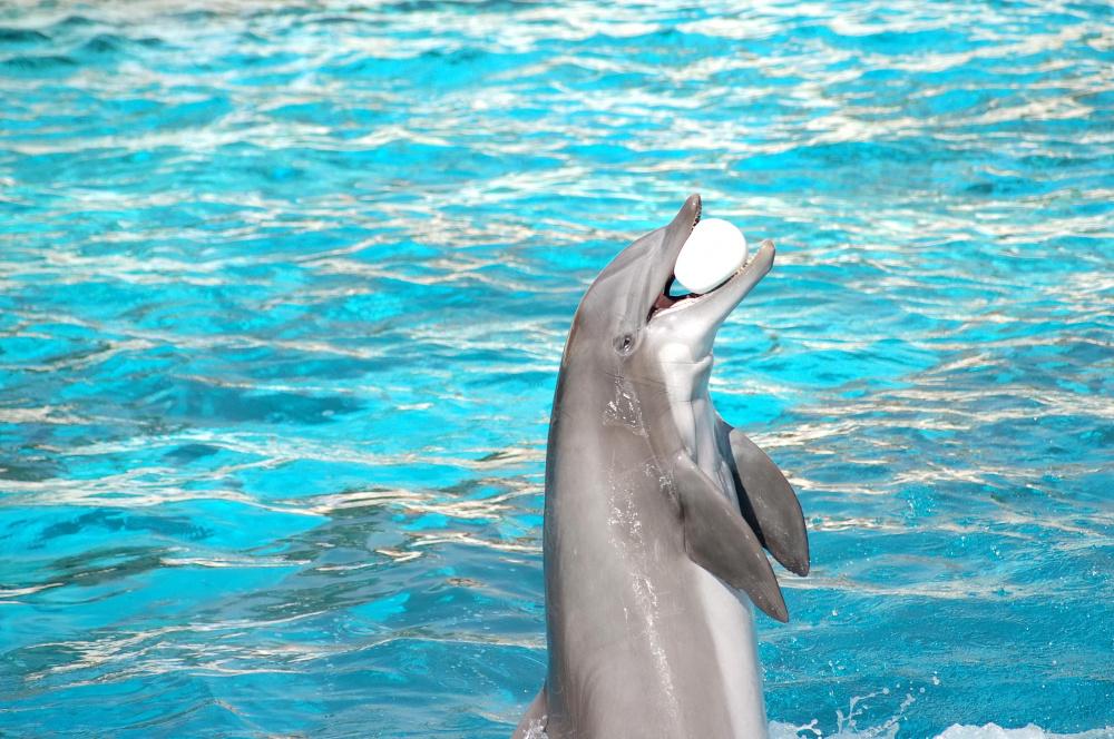 Кубанских морских львов и дельфина перевезли в Набережные Челны