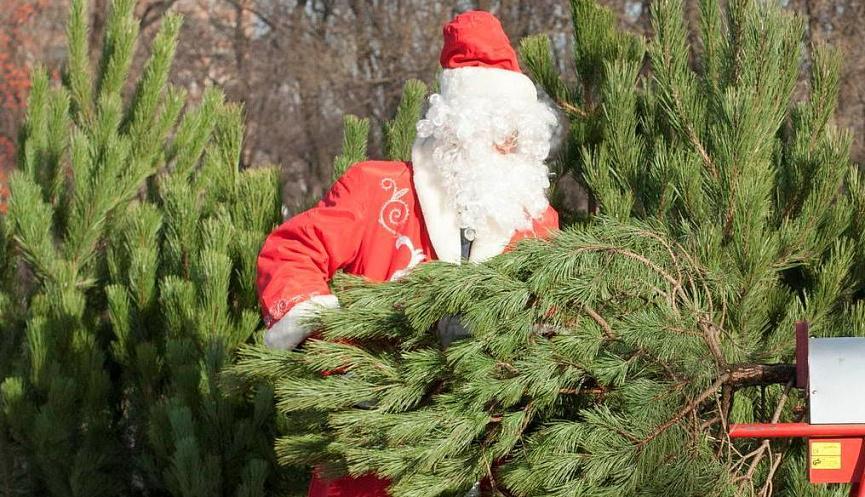Цены выросли на половину: новогодние елки начали продавать в Новороссийске 