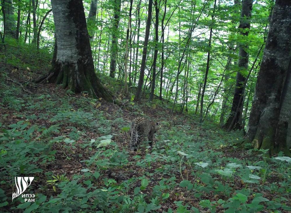 Сочинские леопарды готовятся к зимнему сезону в Северной Осетии