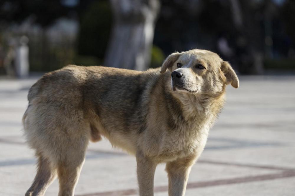 Ни одна собака не пострадала: мэрия Сочи рассказала, куда грузовик вез животных