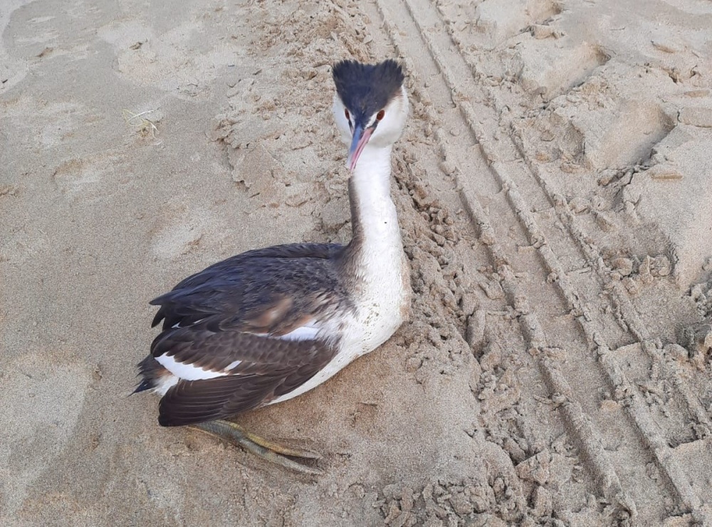 Птиц, выброшенных на пляжи после шторма, спасают в Анапе