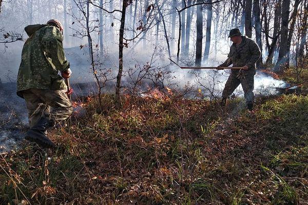 Четверо предполагаемых поджигателей леса задержаны в Краснодарском крае