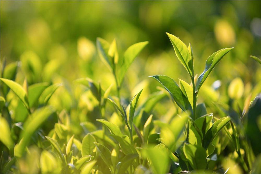 Урожай чая сочинского производителя вырос на 70%
