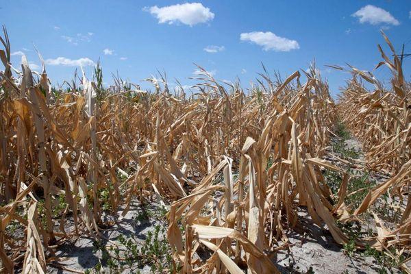 Урожай пшеницы может снизиться на 30% из-за погодных условий