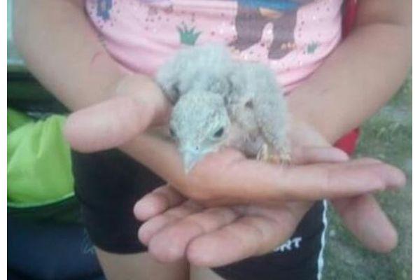 Дети спасли выпавшего из гнезда птенца пустельги в Новороссийске