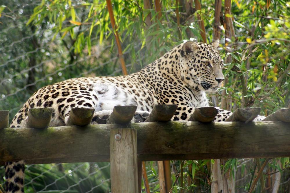 Будни леопардов: хищники ушли на 50 км от места выпуска