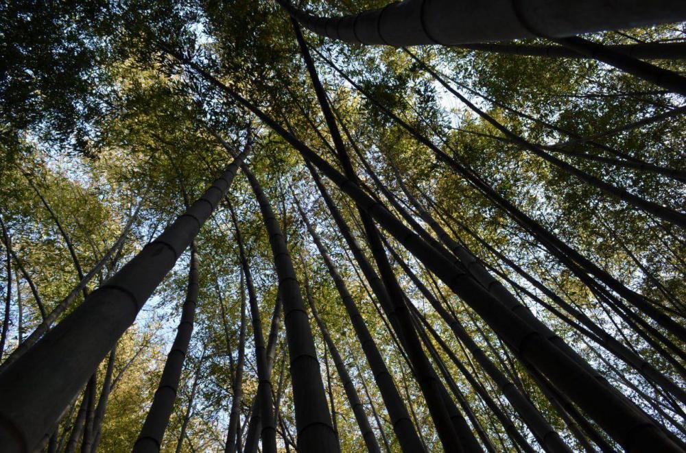 Впервые за 60 лет в дендрарии Сочи зацвел бамбук 