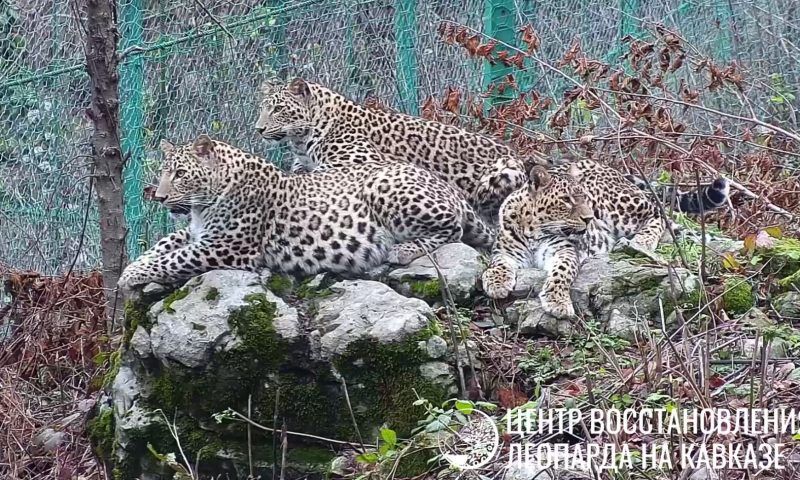 Леопардов-сиблингов из Сочи решили разлучить 