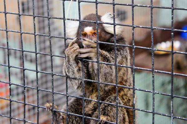 Животные в зоопарке под Анапой могут остаться без еды из-за коронавируса