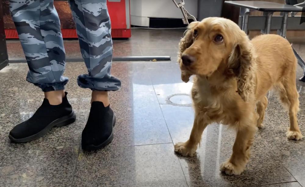 Чуткие носы: как служебные собаки охраняют аэропорт Сочи. ВИДЕО