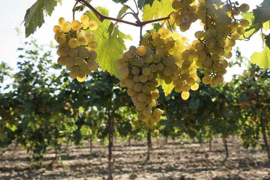 На Кубани собрали рекордный урожай винограда