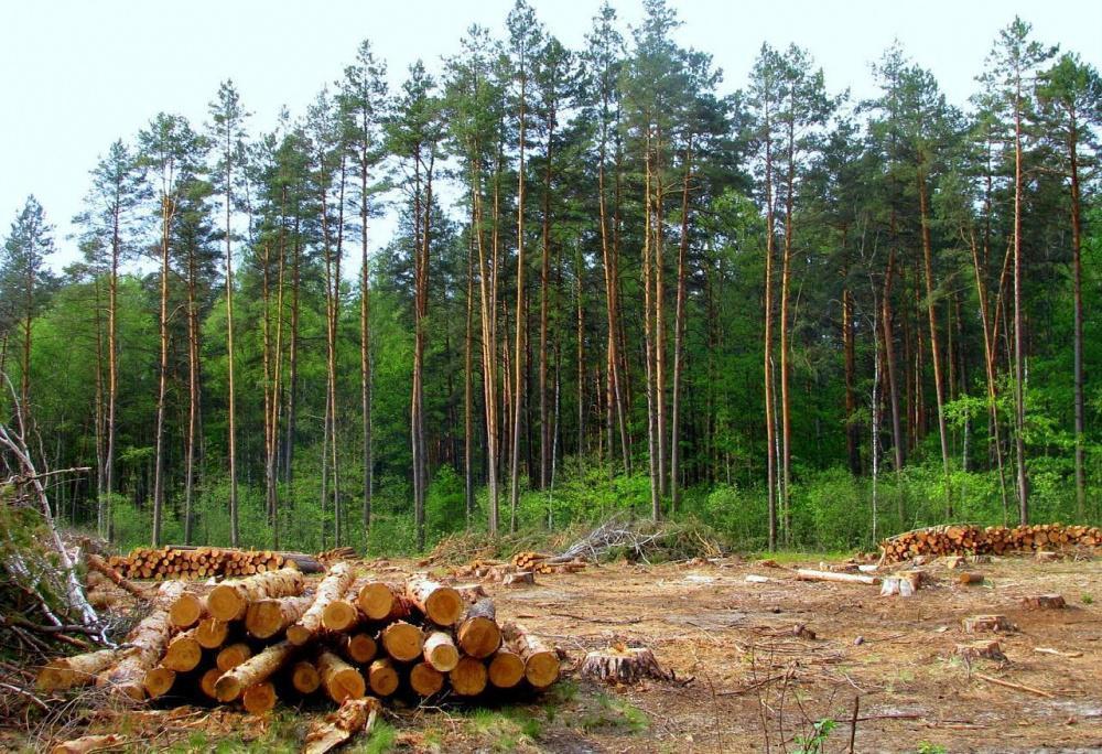 На Кубани «черный лесоруб» спилил деревья на территории лесничества на 3,6 млн рублей
