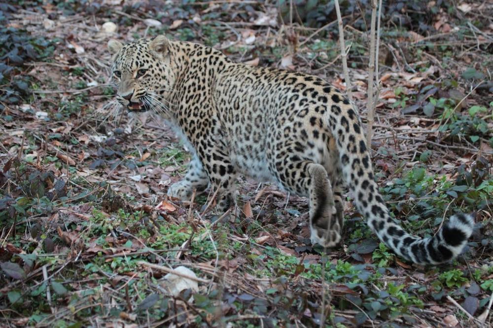 Трёх краснокнижных леопардов выпустят в дикую природу