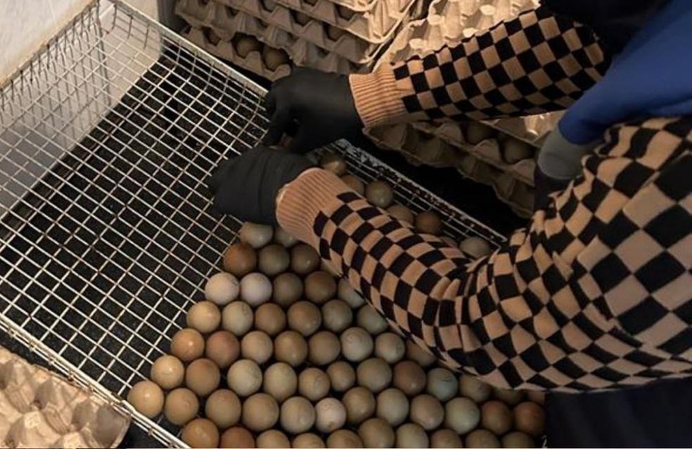 На Кубани произвели первую в году закладку яиц северокавказского фазана