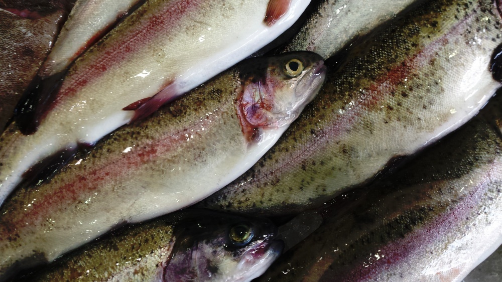 Объем производства рыбы лососевых пород резко подскочил на Кубани 