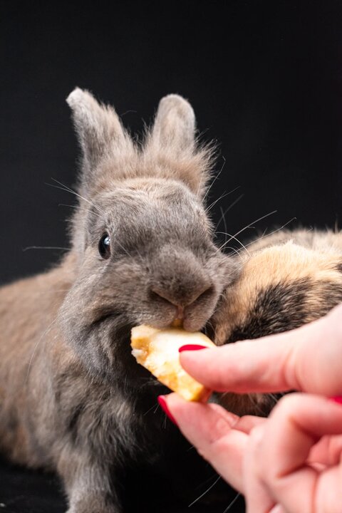 кролик ест