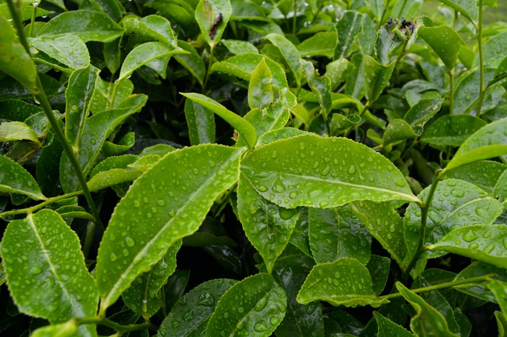 Листья зеленого чая