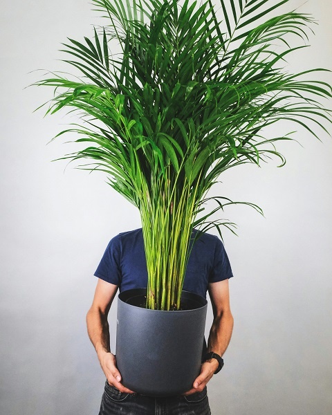 Комнатное растение арека 