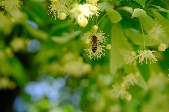 Пчела собирает нектар с липового цвета 