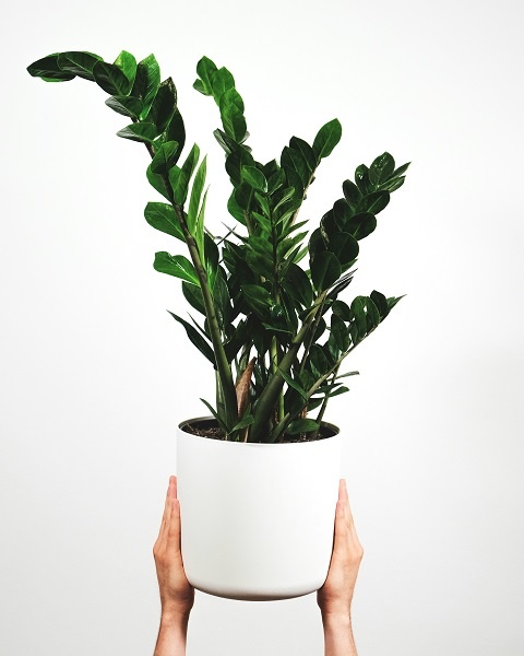 комнатное растение замиокулькас 