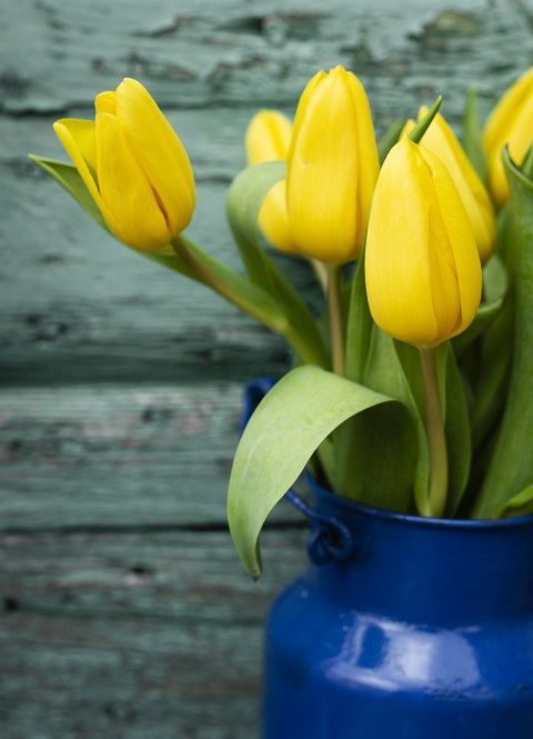 Букет желтых тюльпанов стоит в синем бидоне