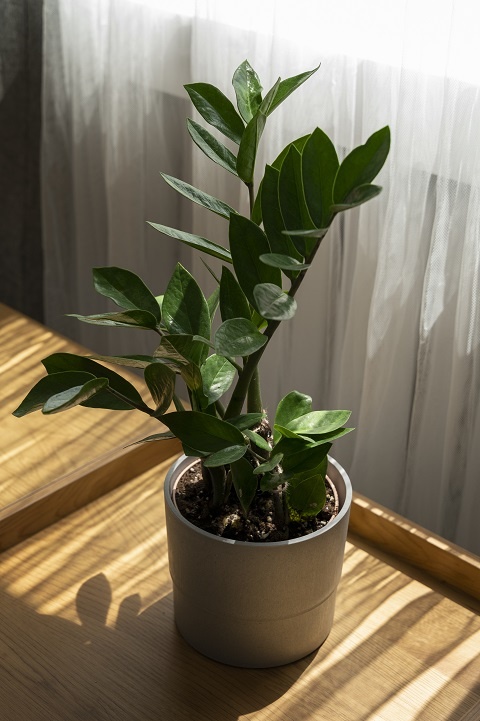 Замиокулькас (долларовое деревое) стоит в горшке на полу у окна