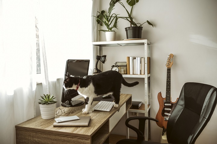 Кошка стоит на рабочем столе в хоум-офисе 