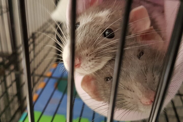 две крысы в клетке